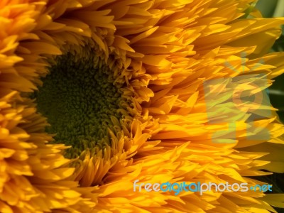 Cultivated Hybird Sunflower Stock Photo