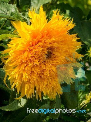 Cultivated Hybird Sunflower Stock Photo