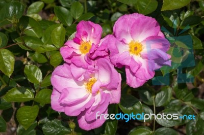 Cultivated Ornamental Dog Rose Stock Photo