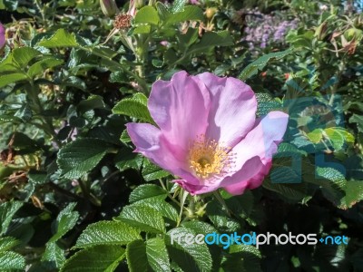 Cultivated Ornamental Dog Rose Stock Photo