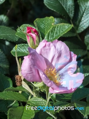 Cultivated Ornamental Dog Rose Stock Photo