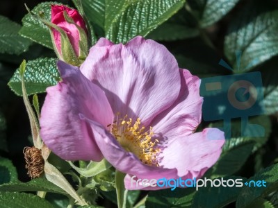 Cultivated Ornamental Dog Rose Stock Photo