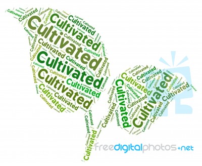 Cultivated Word Represents Sowing Growing And Grows Stock Image