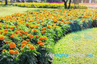 Cultivating Marigolds On Grass Stock Photo