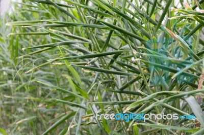 Cultivation Of Organic Ginger In The Greenhouse Stock Photo