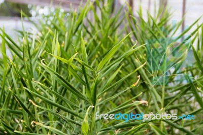 Cultivation Of Organic Ginger In The Greenhouse Stock Photo