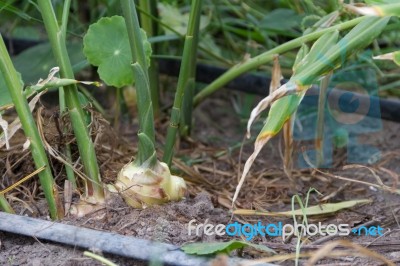 Cultivation Of Organic Ginger In The Greenhouse Stock Photo