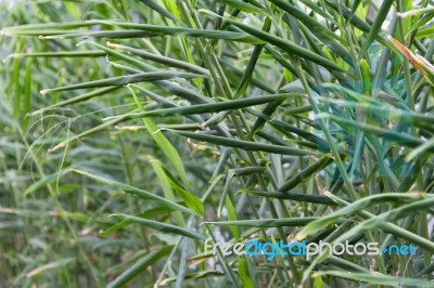 Cultivation Of Organic Ginger In The Greenhouse Stock Photo