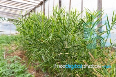 Cultivation Of Organic Ginger In The Greenhouse Stock Photo