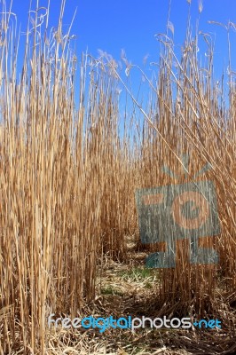 Culture Of The Reed Stock Photo