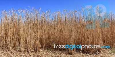 Culture Of The Reed Stock Photo