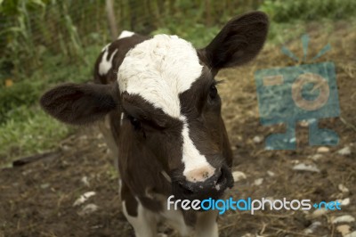 Curious Calf Stock Photo