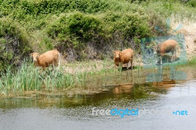 Curious Cows In Sardinia Stock Photo