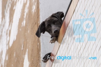 Curious Dog On Balcony Stock Photo