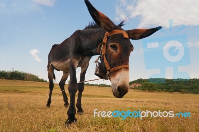 Curious Donkey Stock Photo