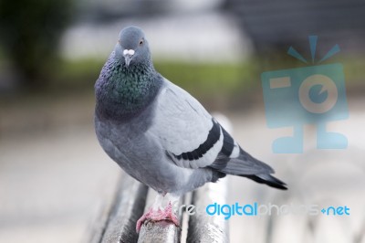 Curious  Pigeon On The Bench Stock Photo