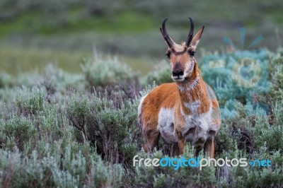 Curious Pronghorn Stock Photo