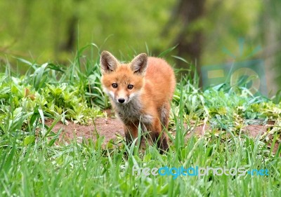 Curious Red Fox Kit Stock Photo