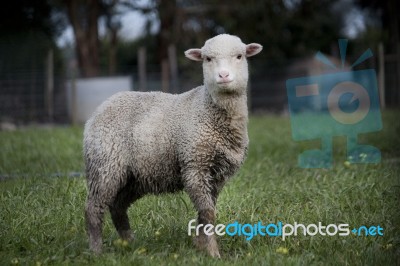 Curious Sheep Stock Photo