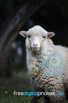 Curious Sheep Stock Photo