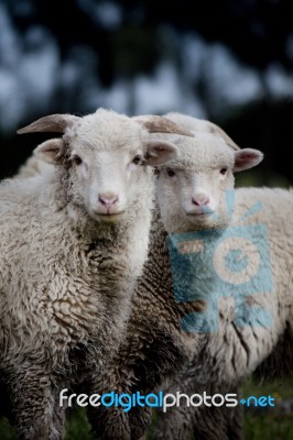 Curious Sheep Stock Photo
