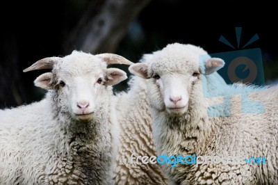 Curious Sheep Stock Photo