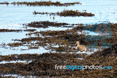 Curlew Walking Along The Coquet River Stock Photo