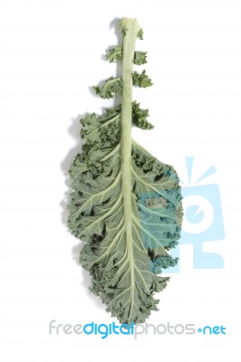 Curly Leaf Kale Stock Photo