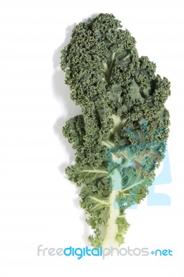 Curly Leaf Kale Stock Photo