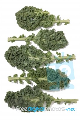 Curly Leaf Kale Stock Photo