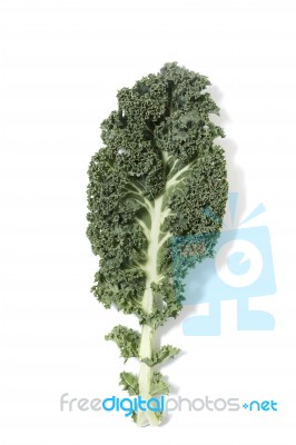 Curly Leaf Kale Stock Photo