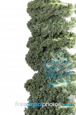 Curly Leaf Kale Stock Photo