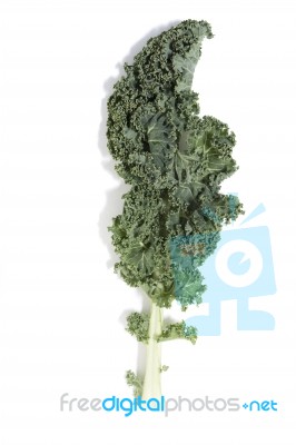 Curly Leaf Kale Stock Photo