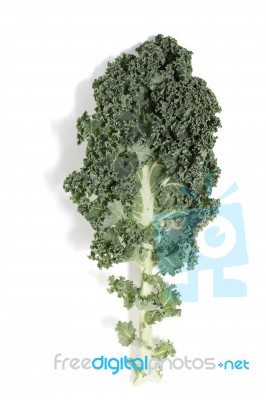 Curly Leaf Kale Stock Photo