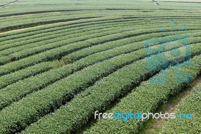 Curve Row Tea Tree Large Field Stock Photo