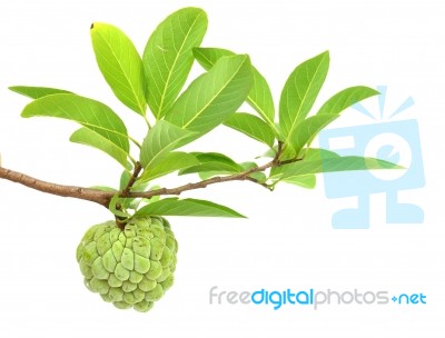 Custard Apple Stock Photo