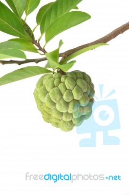 Custard Apple Stock Photo