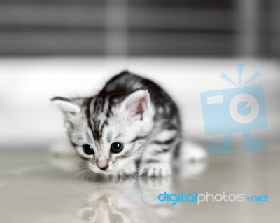 Cute American Shorthair Cat Kitten With Copy Space Stock Photo