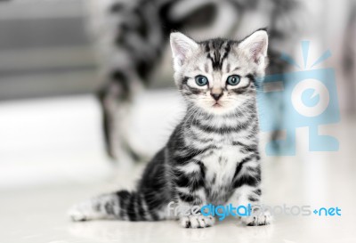 Cute American Shorthair Cat Kitten With Copy Space Stock Photo