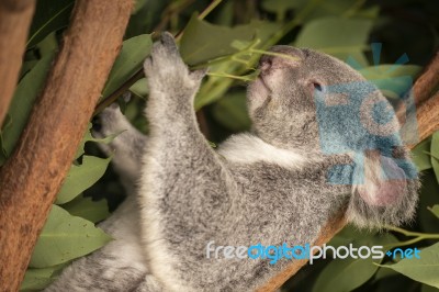 Cute Australian Koala Resting During The Day Stock Photo