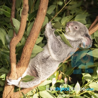 Cute Australian Koala Resting During The Day Stock Photo