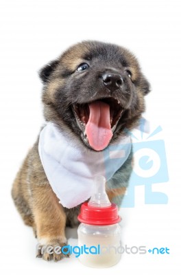 Cute Baby Of The Dogs Stock Photo