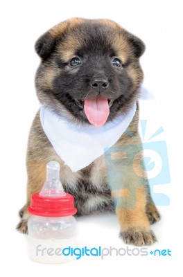 Cute Baby Of The Dogs Stock Photo