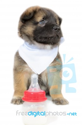 Cute Baby Of The Dogs Stock Photo