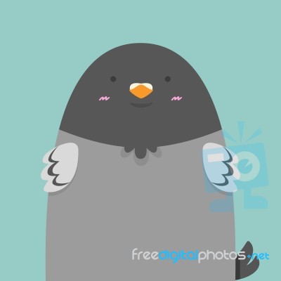 Cute Big Fat Pigeon Bird Stock Image