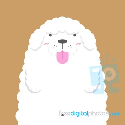 Cute Big Fat White Poodle Dog Stock Image