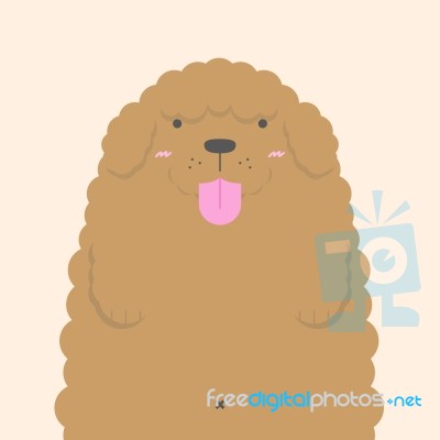 Cute Big Fat White Poodle Dog Stock Image