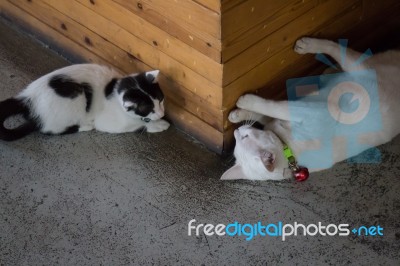 Cute Black And White Cats In The Living Room Stock Photo