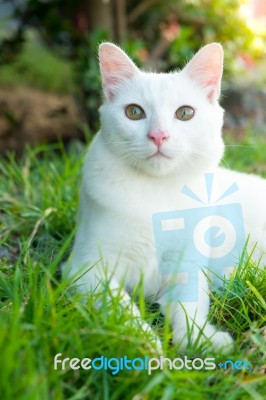 Cute Cat In The Green Grass Stock Photo