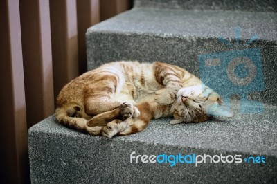 Cute Cat Is Sleeping On The Stairway Stock Photo